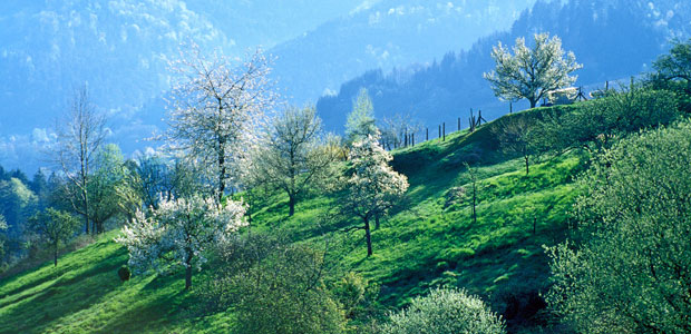 bermersbach_620x300.jpg
