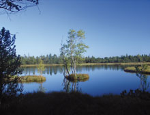 wildsee_220x168.jpg